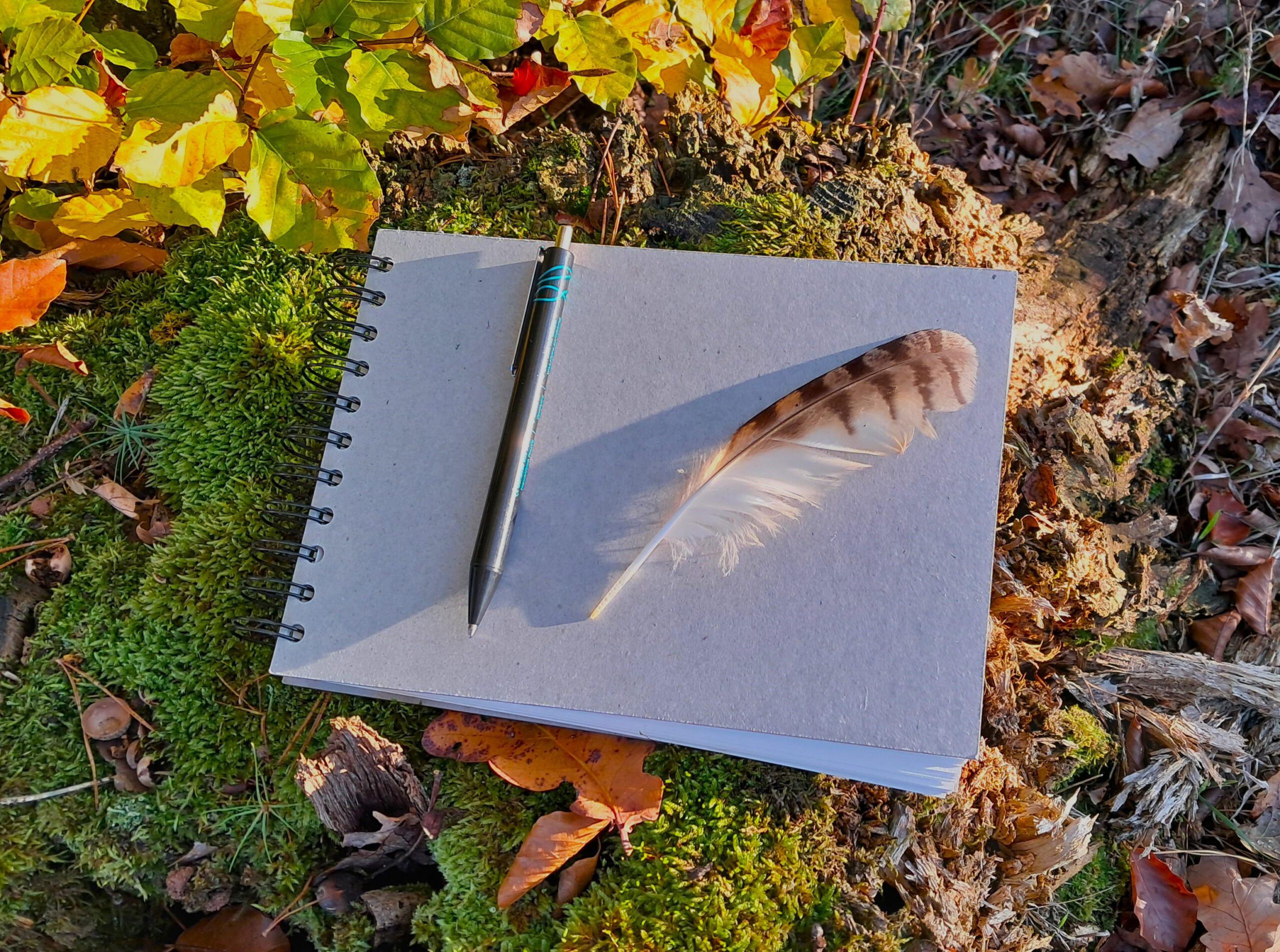 Wildes Schreiben [FREE]