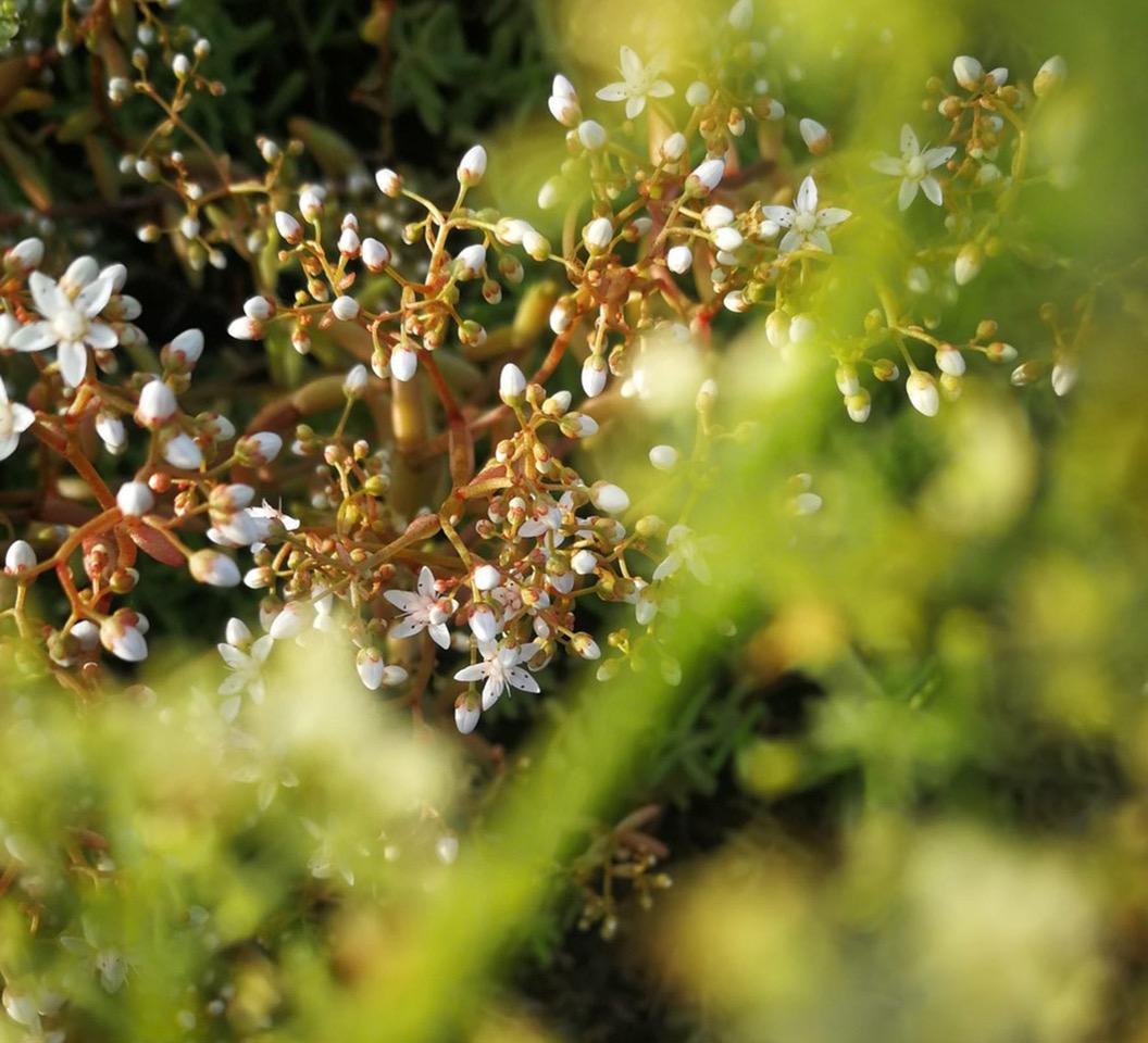 Pflanzenfotografie: Neue Blicke auf Natur [FREE]