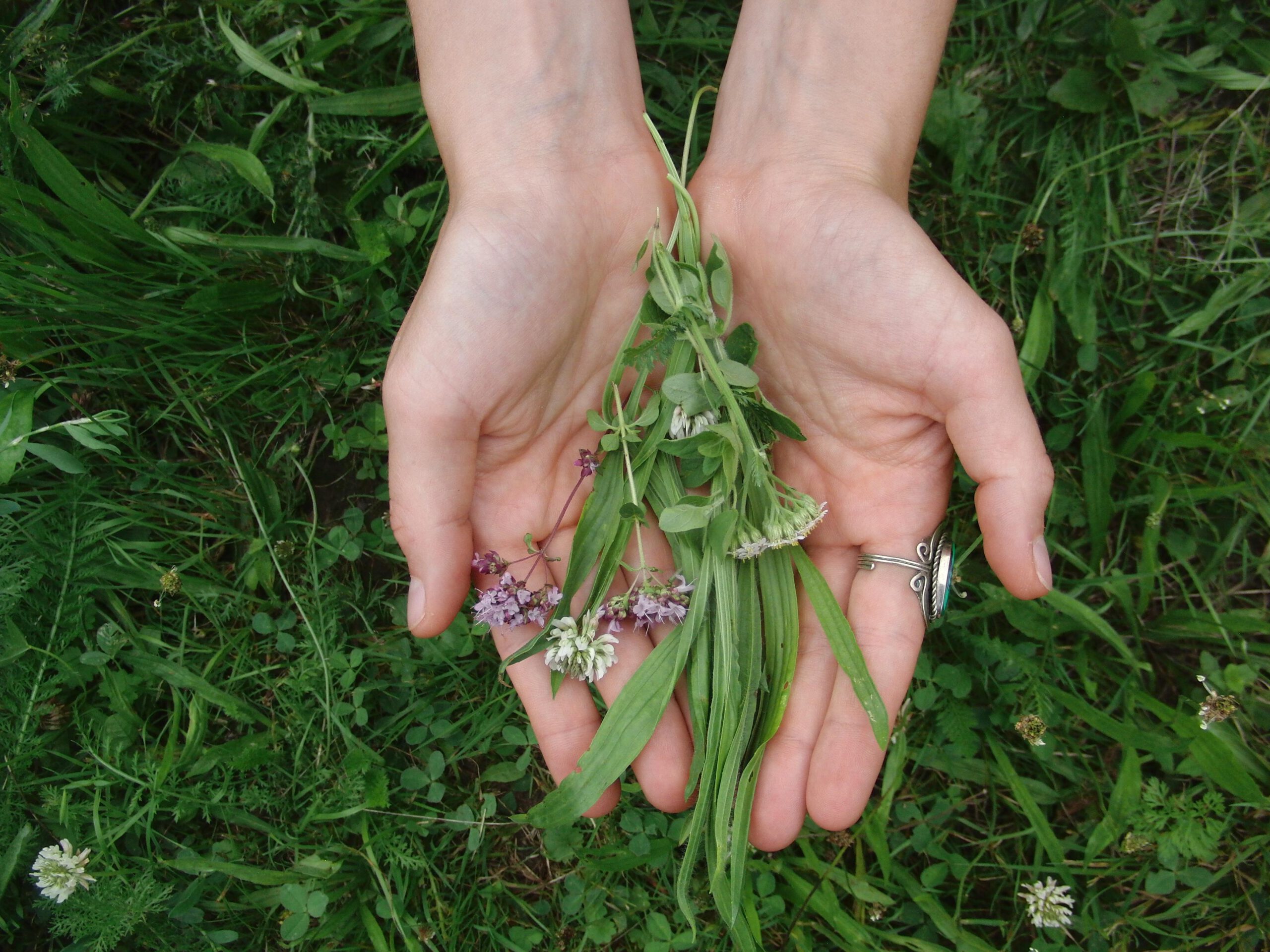 Wildkräuterwanderung & DIY Kräuterworkshop [FREE]